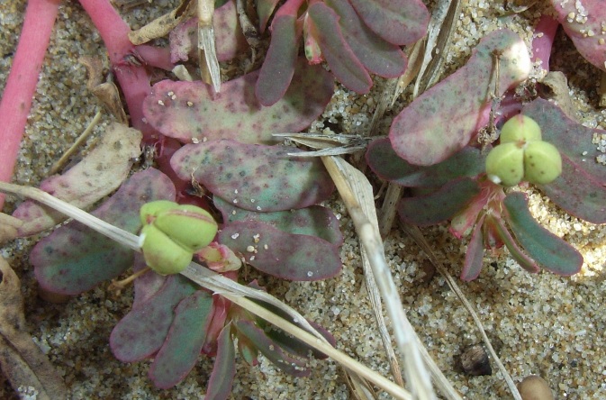 Euphorbia peplis / Euforbia delle spiagge